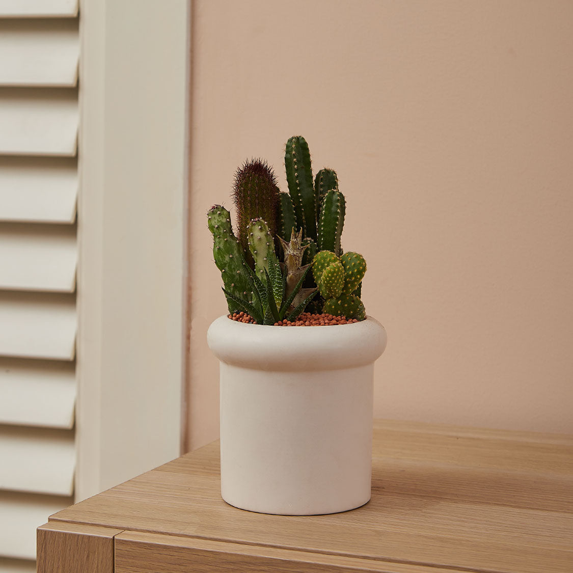 GREEN PLANT - 細盆仙人掌仙人球+多肉混搭 Cactus & Succulent Mix室內室外植物座枱盆栽家居綠植森林檯面雨林沙漠配簡約花盆