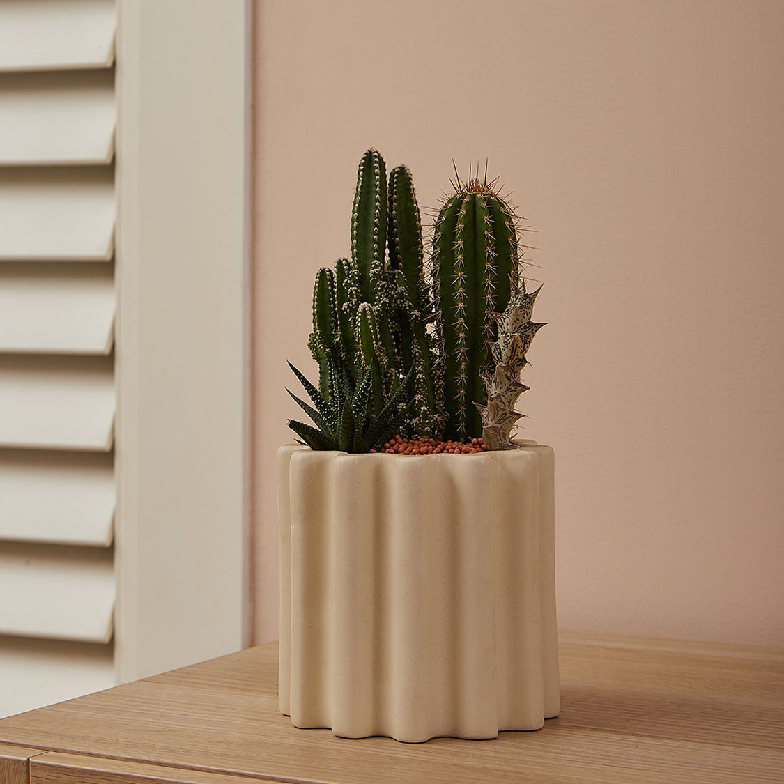 GREEN PLANT - 細盆仙人掌仙人球+多肉混搭 Cactus & Succulent Mix室內室外植物座枱盆栽家居綠植森林檯面雨林沙漠配簡約花盆