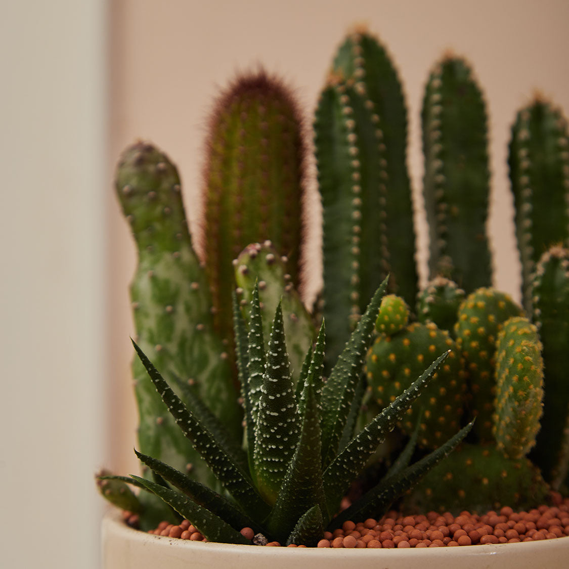 GREEN PLANT - 細盆仙人掌仙人球+多肉混搭 Cactus & Succulent Mix室內室外植物座枱盆栽家居綠植森林檯面雨林沙漠配簡約花盆