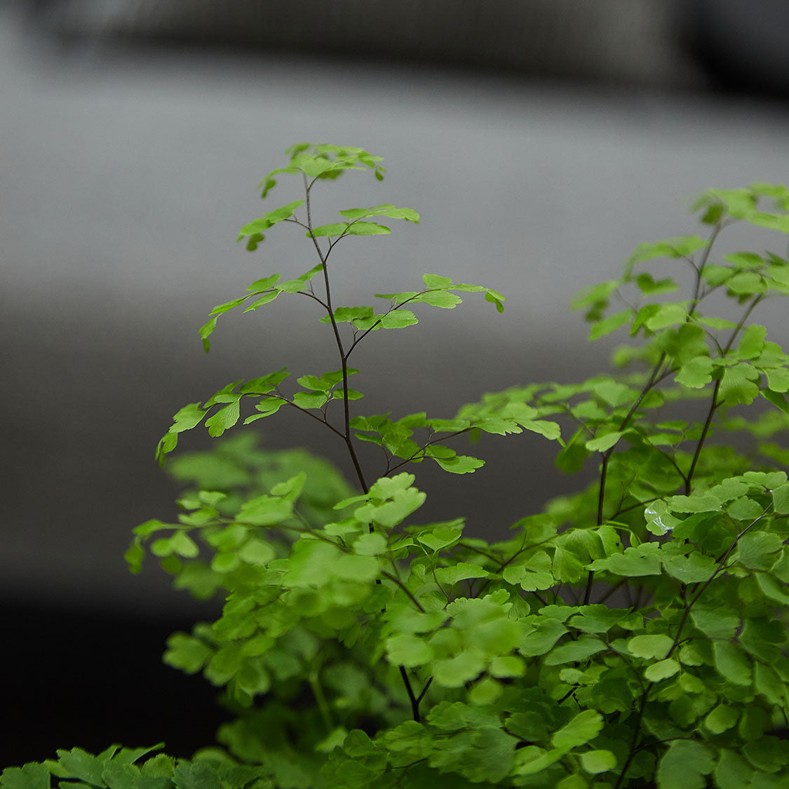 GREEN PLANT - 鐵線蕨苔蘚球 Maidenhair fern Kokedama 室內植物座枱盆栽家居綠植檯面雨林