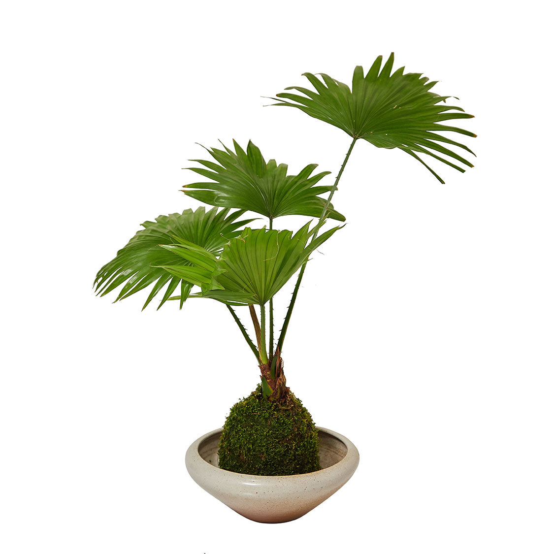 GREEN PLANT - 蒲葵苔蘚球 Fountain Palm Kokedama室內植物座枱盆栽家居綠植檯面雨林