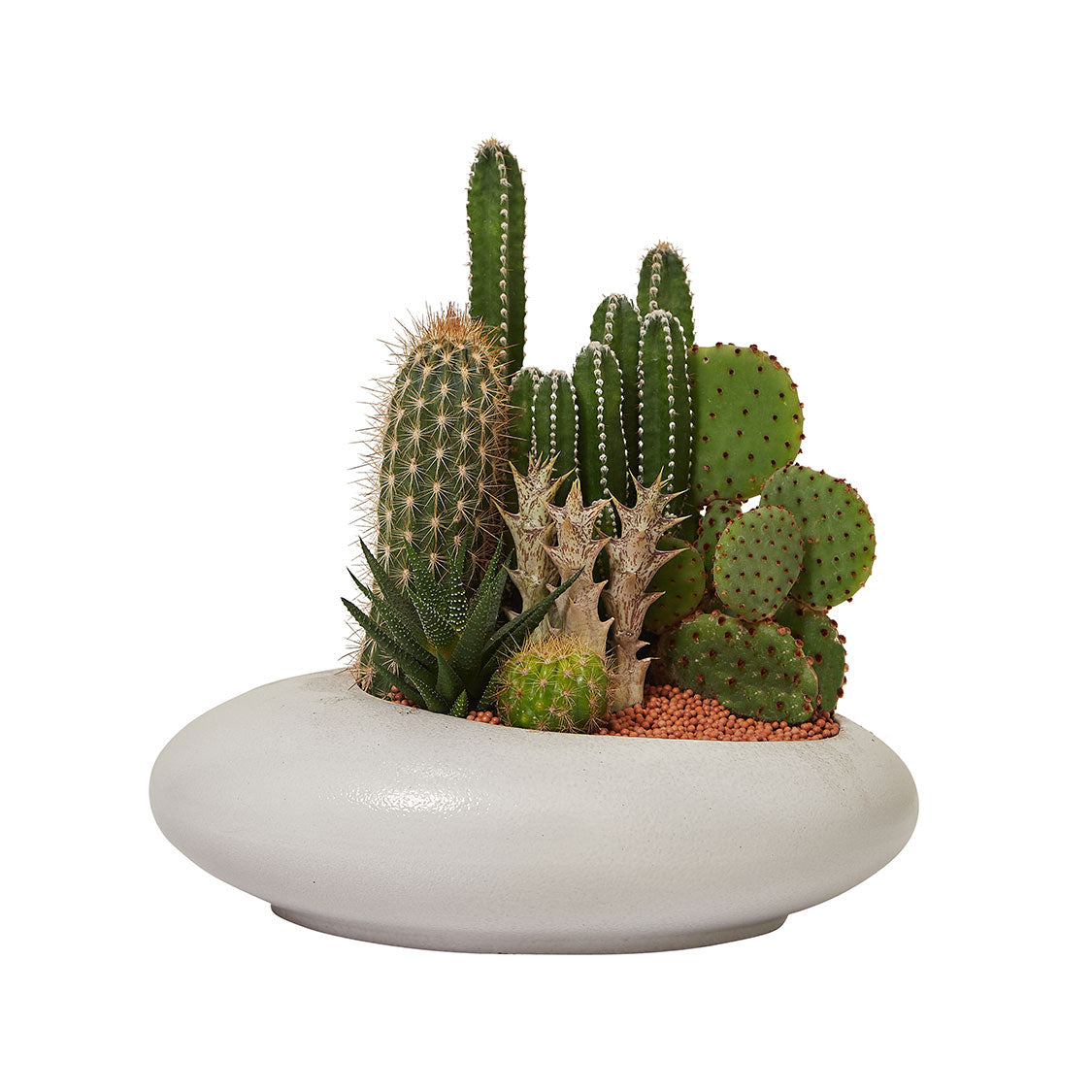 GREEN PLANT - 中盆仙人掌仙人球+多肉混搭 Cactus & Succulent Mix室內室外植物座枱盆栽家居綠植森林檯面雨林沙漠配簡約花盆