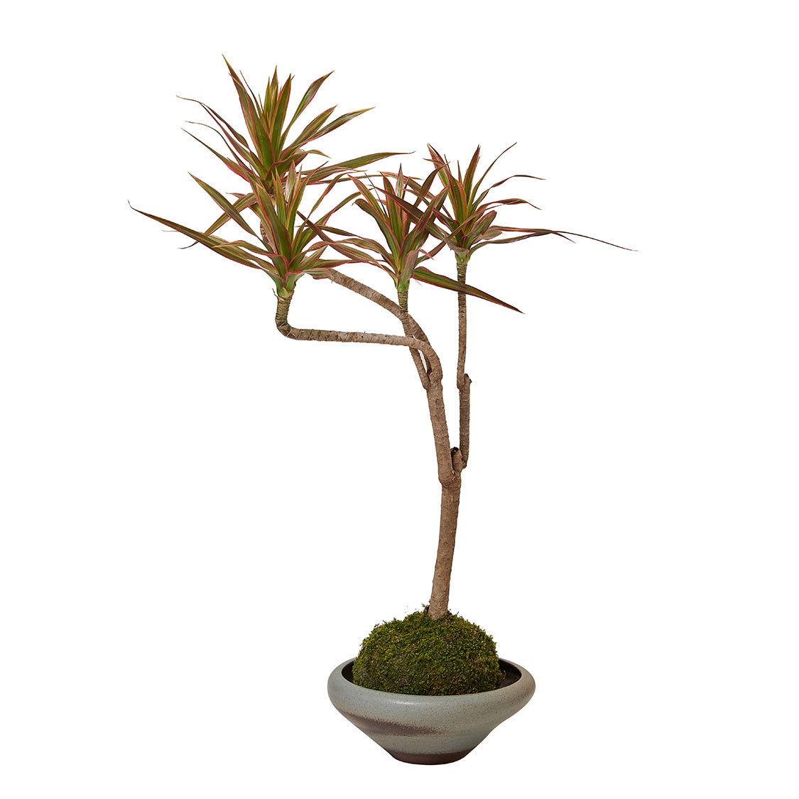 GREEN PLANT - Y形千年木苔蘚球 Dracaena Mmarginata Kokedama室內植物座枱盆栽家居綠植檯面雨林