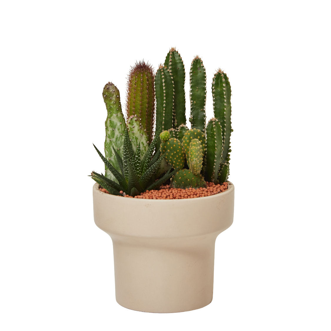 GREEN PLANT - 細盆仙人掌仙人球+多肉混搭 Cactus & Succulent Mix室內室外植物座枱盆栽家居綠植森林檯面雨林沙漠配簡約花盆