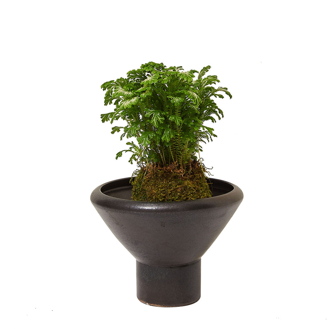 GREEN PLANT - Schefflera Arboricola - 2ft