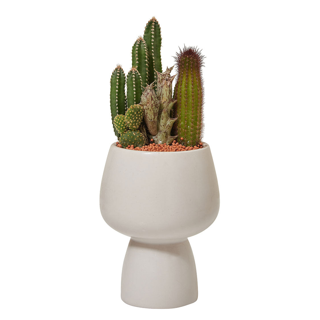 GREEN PLANT - 細盆仙人掌仙人球+多肉混搭 Cactus & Succulent Mix室內室外植物座枱盆栽家居綠植森林檯面雨林沙漠配簡約花盆