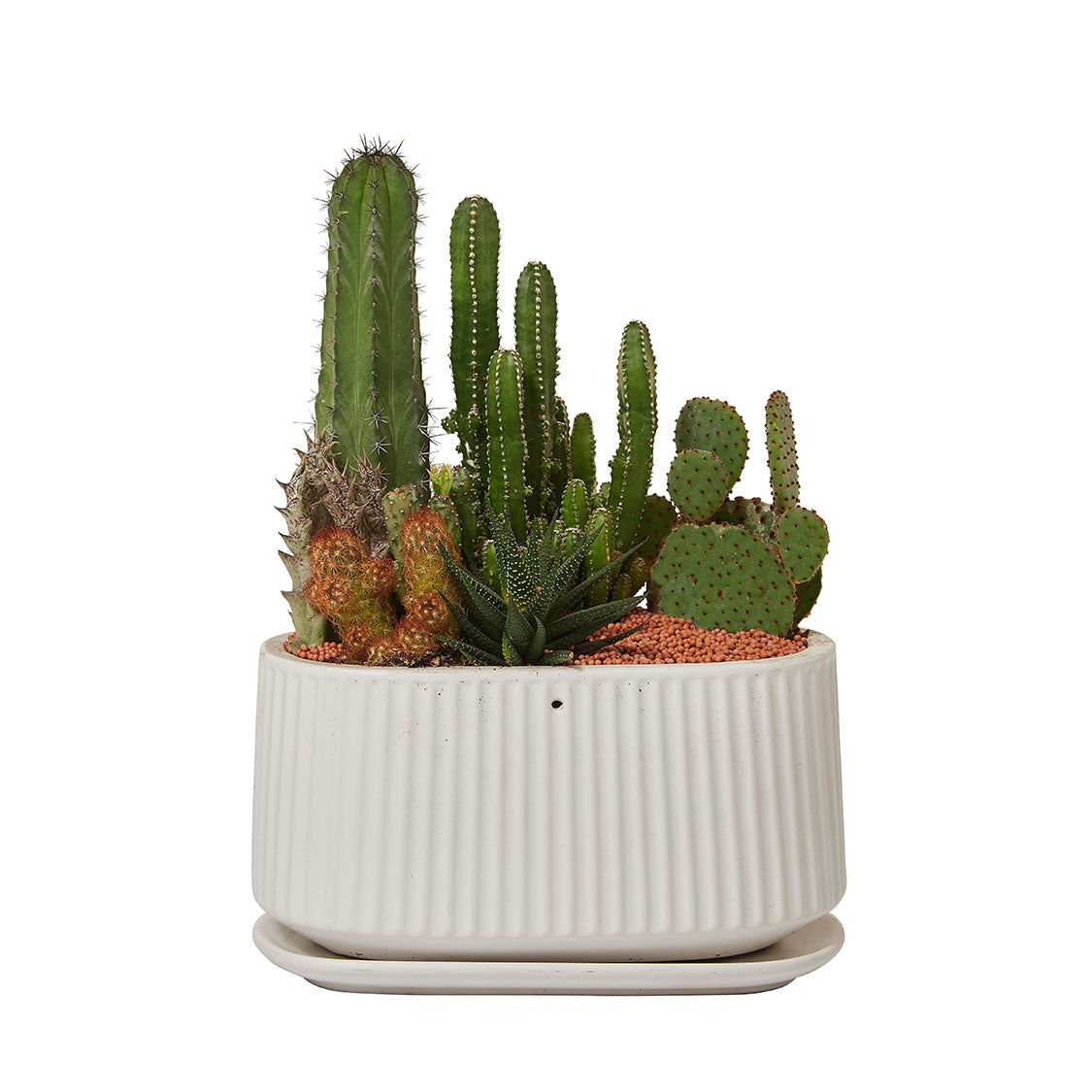 GREEN PLANT - 大盆仙人掌仙人球+多肉混搭 Cactus & Succulent Mix室內室外植物座枱盆栽家居綠植森林檯面雨林沙漠配簡約花盆