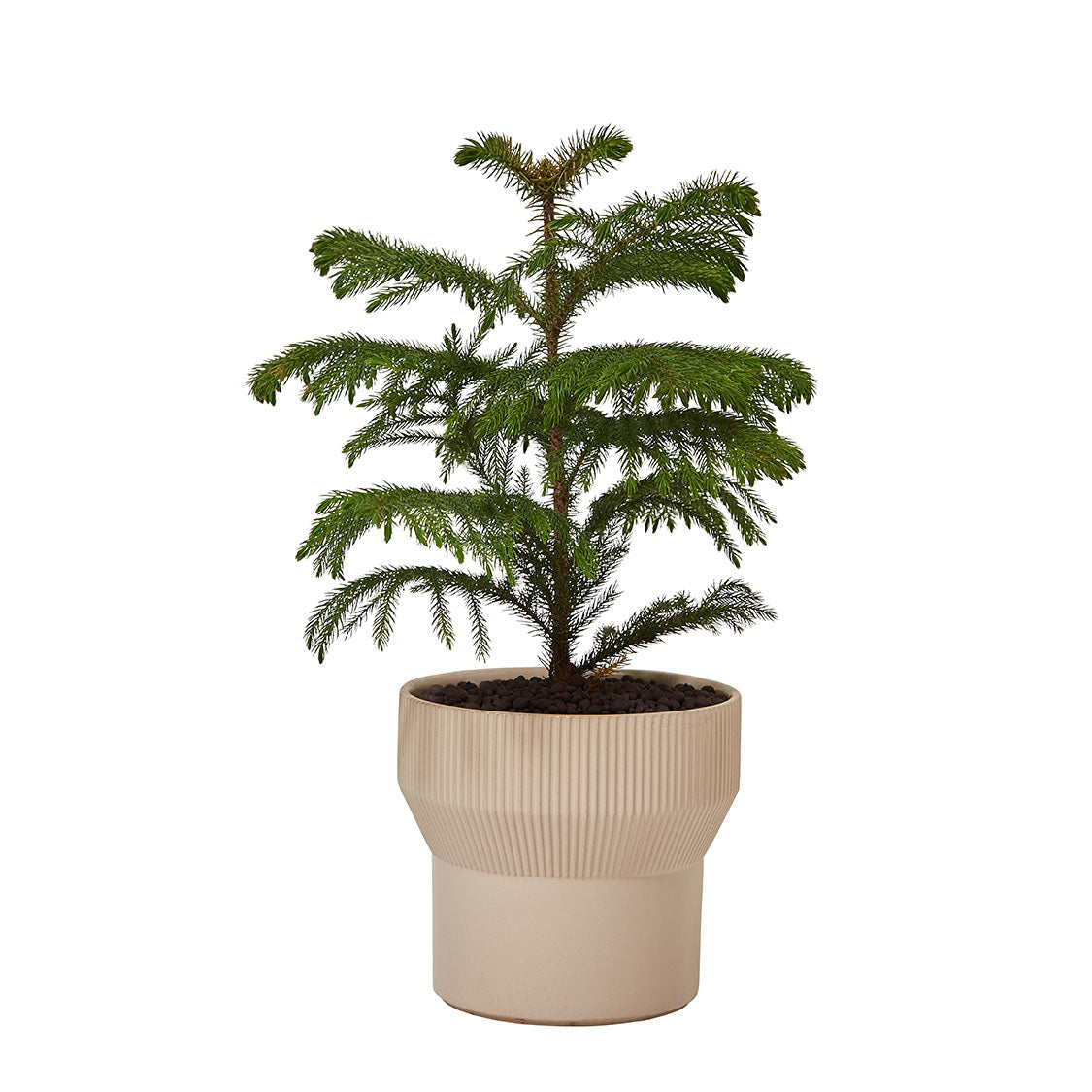 GREEN PLANT - 小南洋杉 Hoop Pine室內植物清新座枱盆栽家居綠植森林檯面雨林配簡約花盆