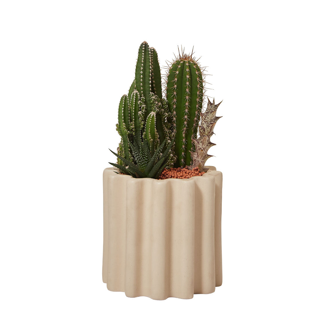 GREEN PLANT - 細盆仙人掌仙人球+多肉混搭 Cactus & Succulent Mix室內室外植物座枱盆栽家居綠植森林檯面雨林沙漠配簡約花盆