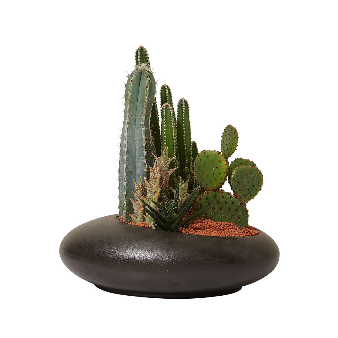 GREEN PLANT - 中盆仙人掌仙人球+多肉混搭 Cactus & Succulent Mix室內室外植物座枱盆栽家居綠植森林檯面雨林沙漠配簡約花盆