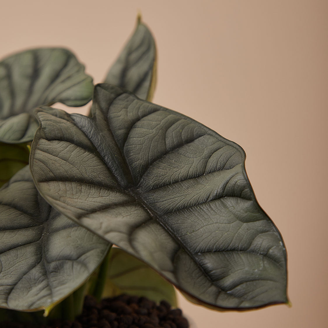 GREEN PLANT - 白犀牛海芋 Alocasia Silver Dragon室內植物座枱盆栽家居綠植森林檯面雨林配簡約花盆