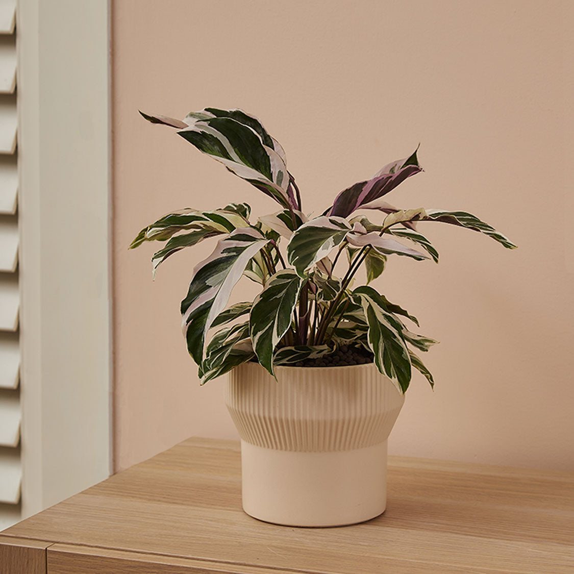 GREEN PLANT - 白油畫竹芋 Calathea White Fusion室內植物座枱盆栽家居綠植森林檯面雨林配簡約花盆