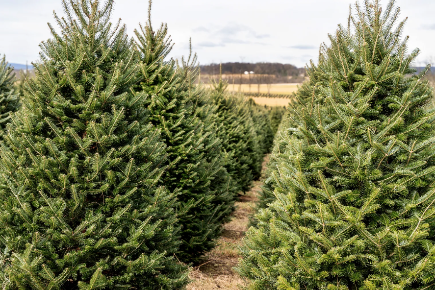Christmas Plant - 貴族松|Noble Fir X'mas Tree