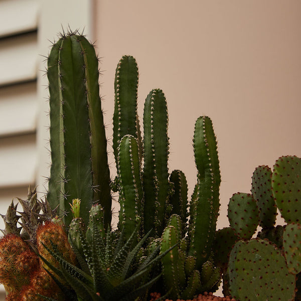 Cacti & Succulents I 仙人掌和多肉植物