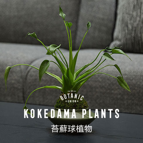 Green House Plant I 家居綠植