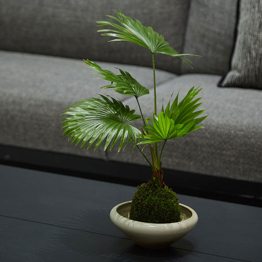 GREEN PLANT - 蒲葵苔蘚球 Fountain Palm Kokedama室內植物座枱盆栽家居綠植檯面雨林