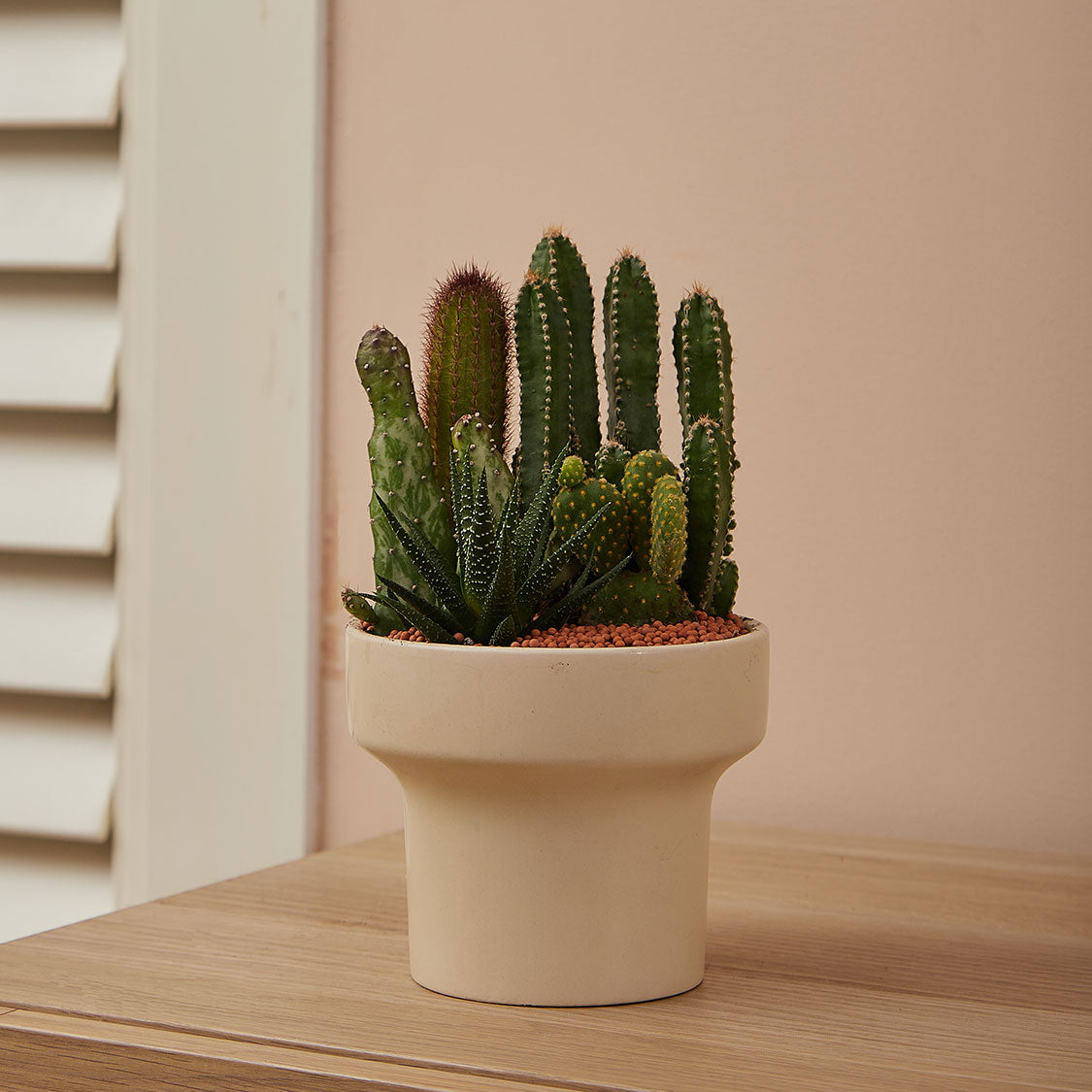 GREEN PLANT - 細盆仙人掌仙人球+多肉混搭 Cactus & Succulent Mix室內室外植物座枱盆栽家居綠植森林檯面雨林沙漠配簡約花盆
