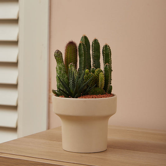 GREEN PLANT - 細盆仙人掌仙人球+多肉混搭 Cactus & Succulent Mix室內室外植物座枱盆栽家居綠植森林檯面雨林沙漠配簡約花盆