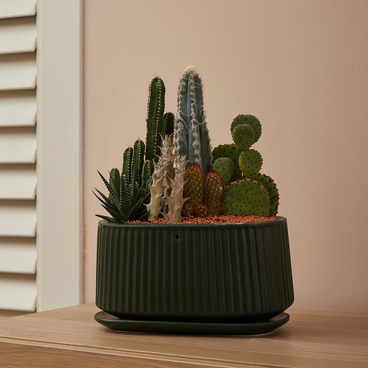 GREEN PLANT - 大盆仙人掌仙人球+多肉混搭 Cactus & Succulent Mix室內室外植物座枱盆栽家居綠植森林檯面雨林沙漠配簡約花盆