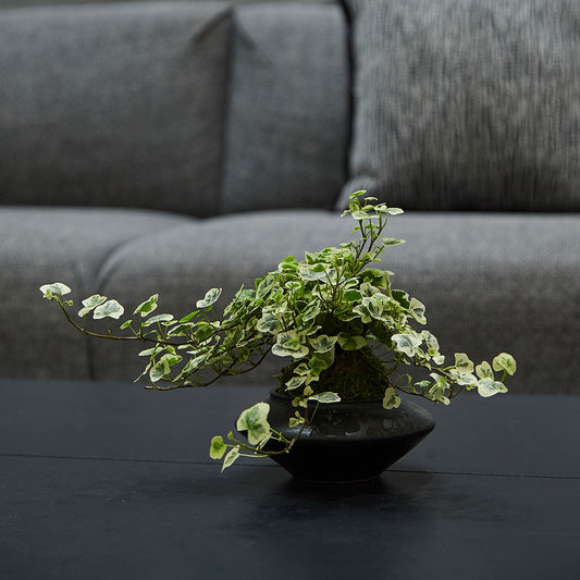 GREEN PLANT - 雪瑩苔蘚球 Yukihotaru Ivy Kokedama室內植物座枱盆栽家居綠植檯面雨林