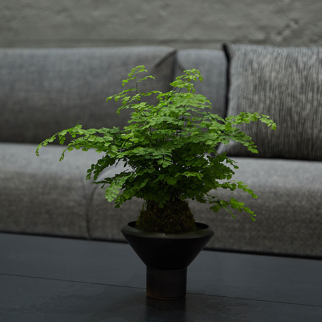 GREEN PLANT - 鐵線蕨苔蘚球 Maidenhair fern Kokedama 室內植物座枱盆栽家居綠植檯面雨林