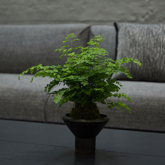 GREEN PLANT - 鐵線蕨苔蘚球 Maidenhair fern Kokedama 室內植物座枱盆栽家居綠植檯面雨林
