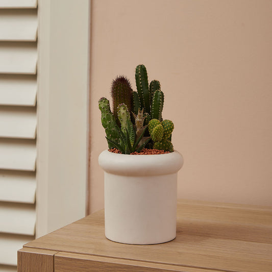 GREEN PLANT - 細盆仙人掌仙人球+多肉混搭 Cactus & Succulent Mix室內室外植物座枱盆栽家居綠植森林檯面雨林沙漠配簡約花盆