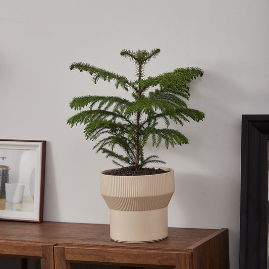 GREEN PLANT - 小南洋杉 Hoop Pine室內植物清新座枱盆栽家居綠植森林檯面雨林配簡約花盆