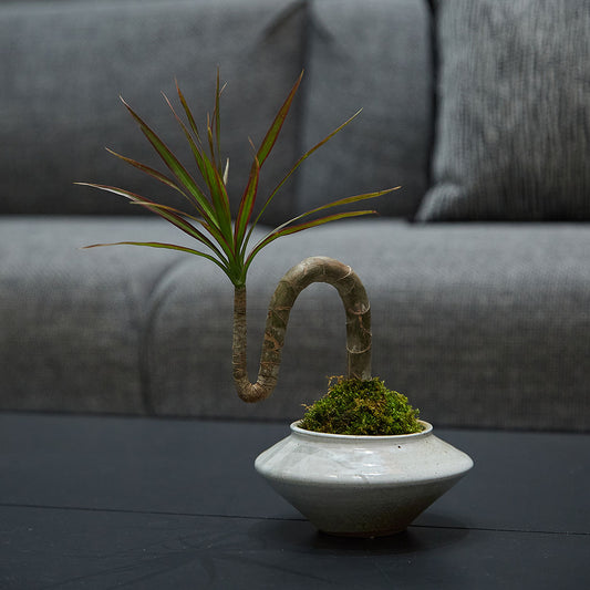 GREEN PLANT - n形千年木苔蘚球 Dracaena marginata Kokedama 室內植物座枱盆栽家居綠植檯面雨林