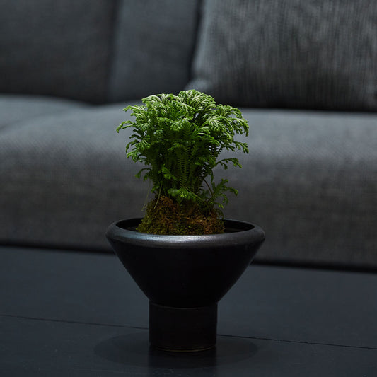 GREEN PLANT - 卷柏苔蘚球 Selaginella tamariscina Kokedama室內植物座枱盆栽家居綠植檯面雨林