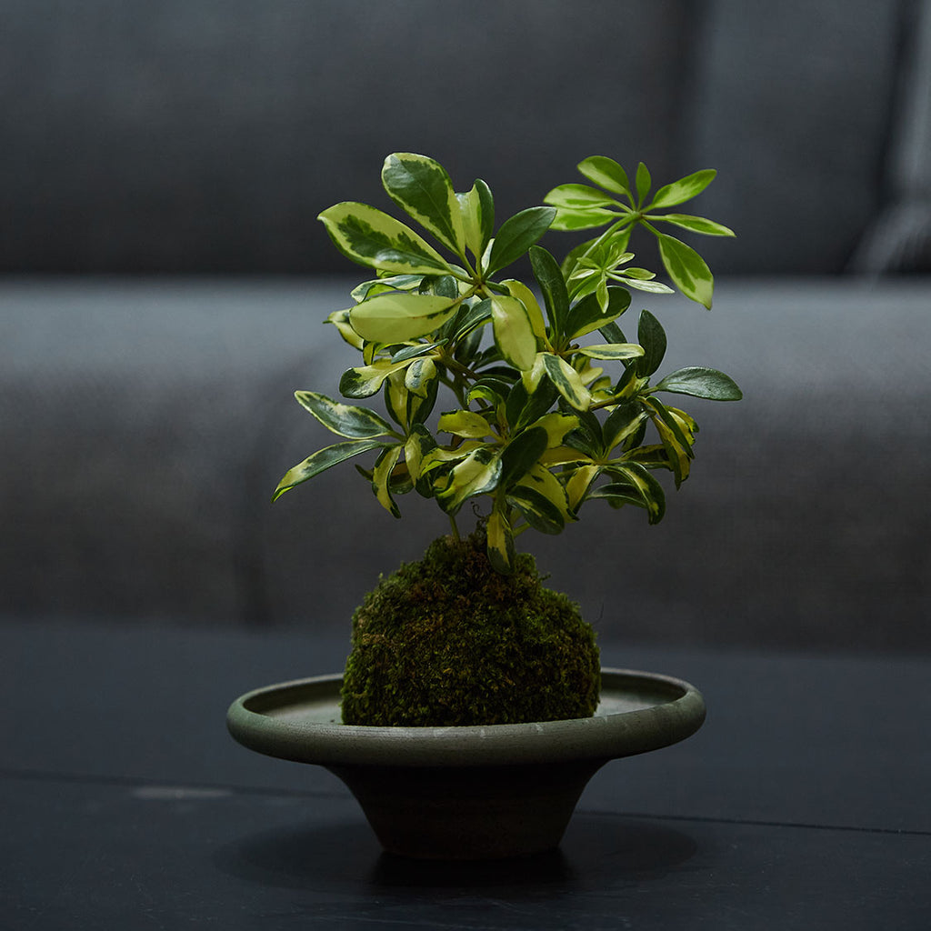GREEN PLANT - 小花葉鴨腳木苔蘚球 Schefflera actinophylla Kokedama 室內植物座枱盆栽家居綠植檯面雨林