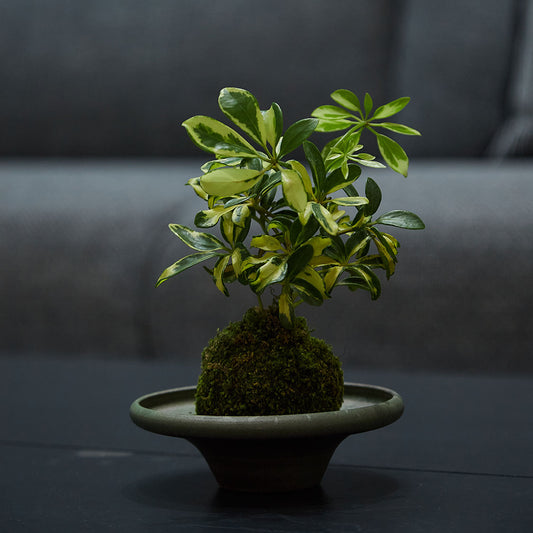 GREEN PLANT - 小花葉鴨腳木苔蘚球 Schefflera actinophylla Kokedama 室內植物座枱盆栽家居綠植檯面雨林