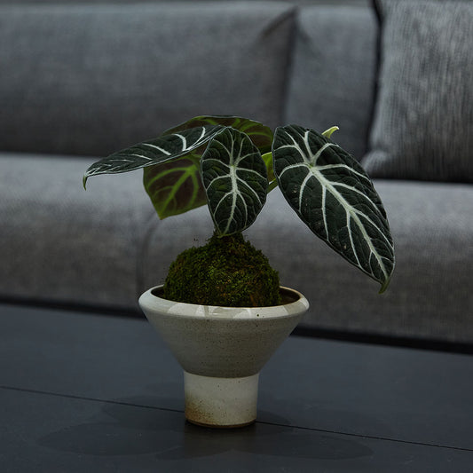 GREEN PLANT - 黑天鵝海芋/忍者海芋苔蘚球 Alocasia Black Velvet/ Alocasia Ninja Kokedama室內植物座枱盆栽家居綠植檯面雨林