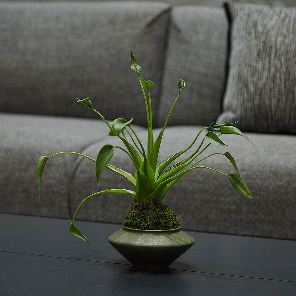 GREEN PLANT - 千手觀音苔蘚球 Buddha's hand Kokedama 室內植物座枱盆栽家居綠植森林檯面雨林