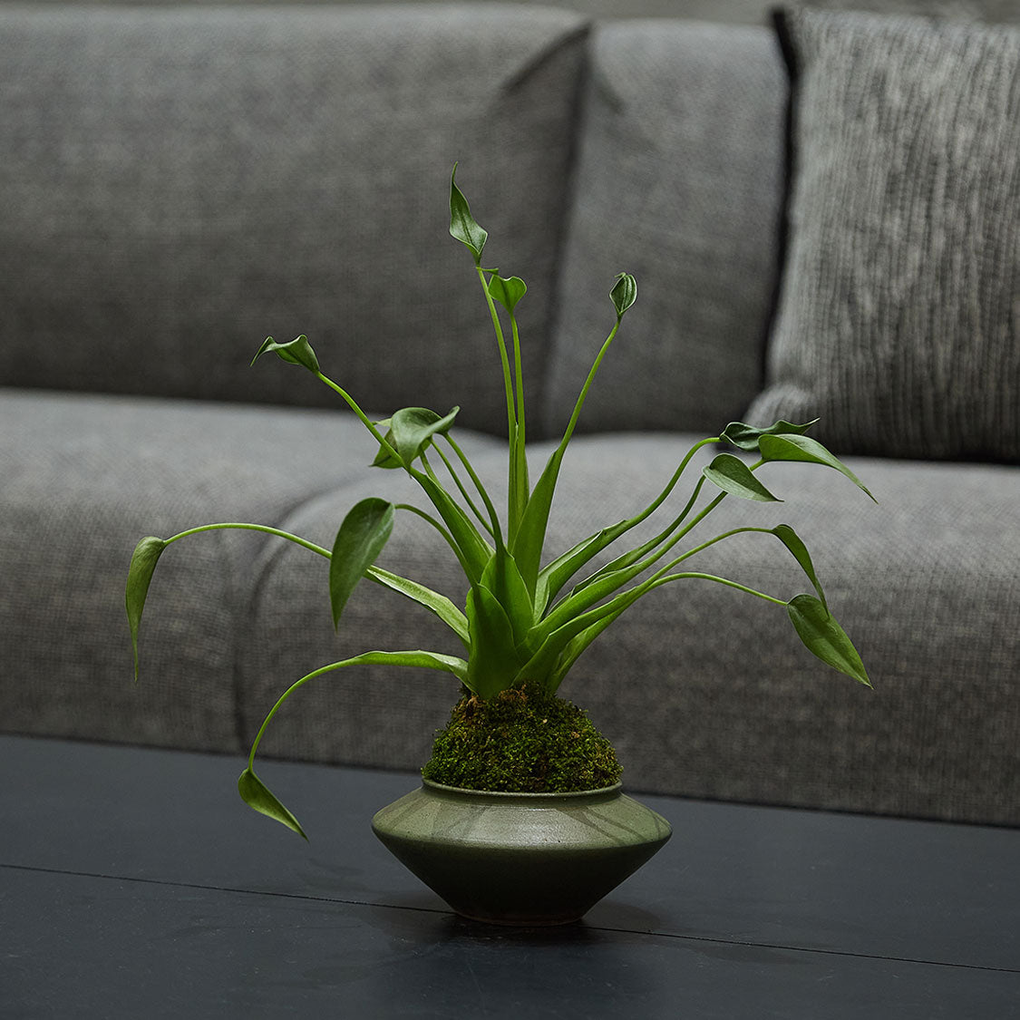 GREEN PLANT - 千手觀音苔蘚球 Buddha's hand Kokedama 室內植物座枱盆栽家居綠植森林檯面雨林