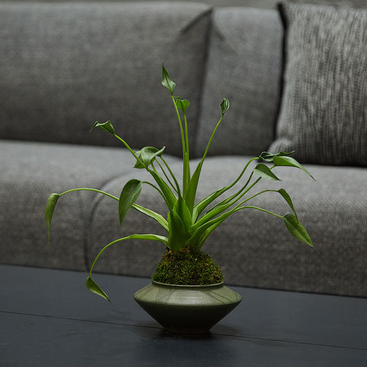 GREEN PLANT - 千手觀音苔蘚球 Buddha's hand Kokedama 室內植物座枱盆栽家居綠植森林檯面雨林