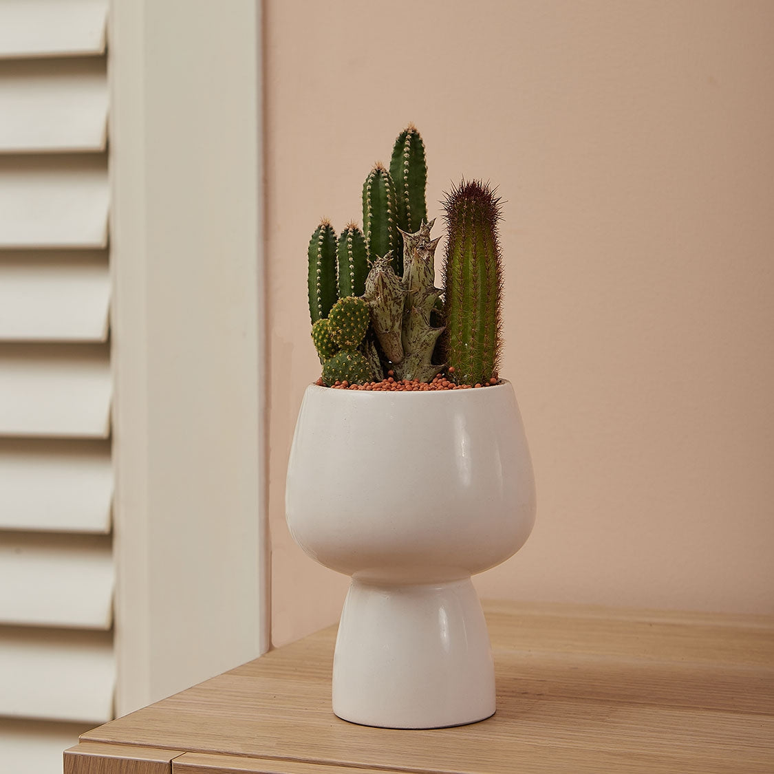 GREEN PLANT - 細盆仙人掌仙人球+多肉混搭 Cactus & Succulent Mix室內室外植物座枱盆栽家居綠植森林檯面雨林沙漠配簡約花盆