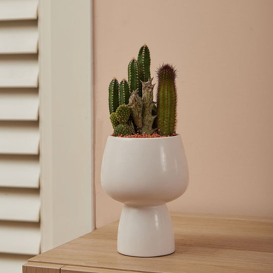 GREEN PLANT - 細盆仙人掌仙人球+多肉混搭 Cactus & Succulent Mix室內室外植物座枱盆栽家居綠植森林檯面雨林沙漠配簡約花盆