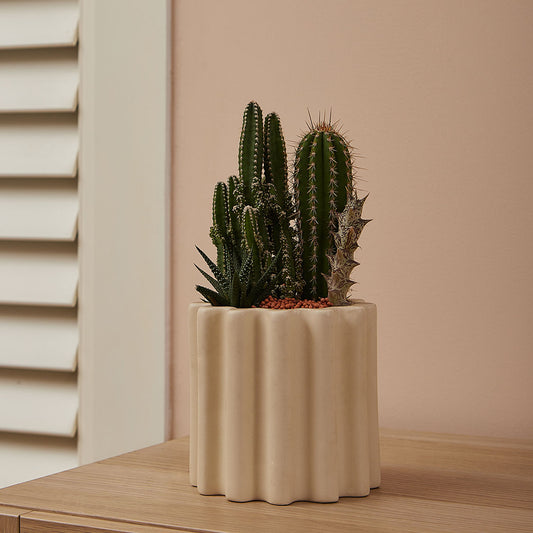 GREEN PLANT - 細盆仙人掌仙人球+多肉混搭 Cactus & Succulent Mix室內室外植物座枱盆栽家居綠植森林檯面雨林沙漠配簡約花盆