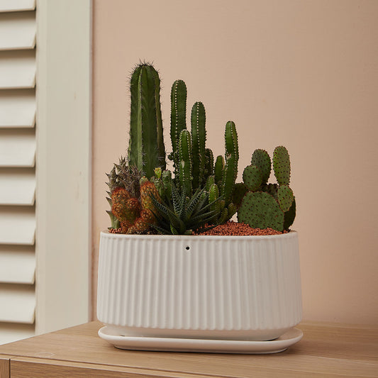 GREEN PLANT - 大盆仙人掌仙人球+多肉混搭 Cactus & Succulent Mix室內室外植物座枱盆栽家居綠植森林檯面雨林沙漠配簡約花盆