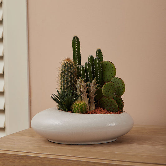 GREEN PLANT - 中盆仙人掌仙人球+多肉混搭 Cactus & Succulent Mix室內室外植物座枱盆栽家居綠植森林檯面雨林沙漠配簡約花盆