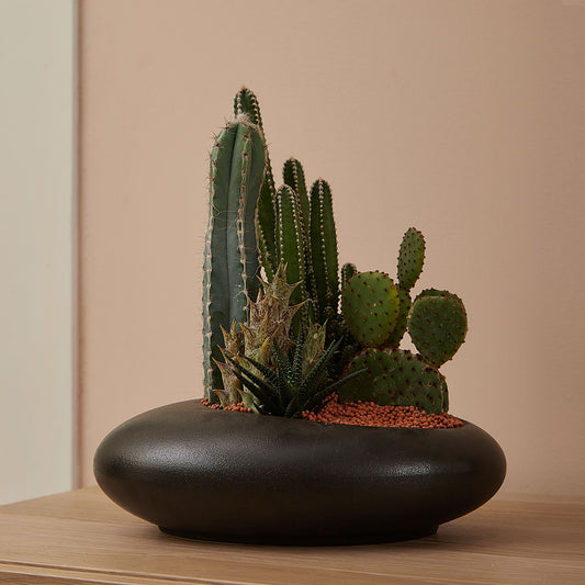 GREEN PLANT - 中盆仙人掌仙人球+多肉混搭 Cactus & Succulent Mix室內室外植物座枱盆栽家居綠植森林檯面雨林沙漠配簡約花盆