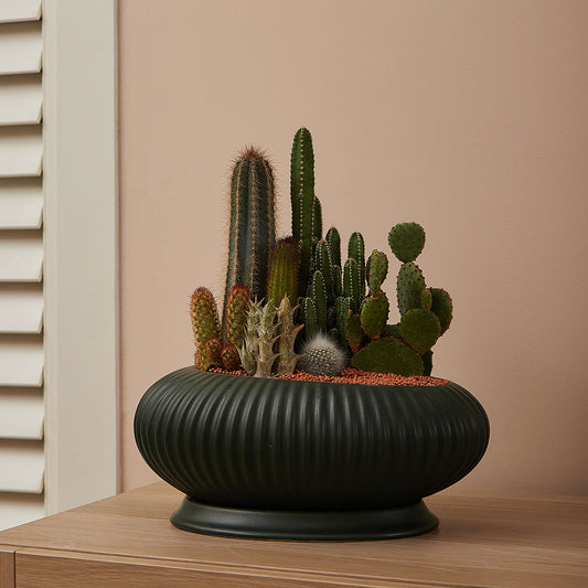 GREEN PLANT - 大盆仙人掌仙人球+多肉混搭 Cactus & Succulent Mix室內室外植物座枱盆栽家居綠植森林檯面雨林沙漠配簡約花盆