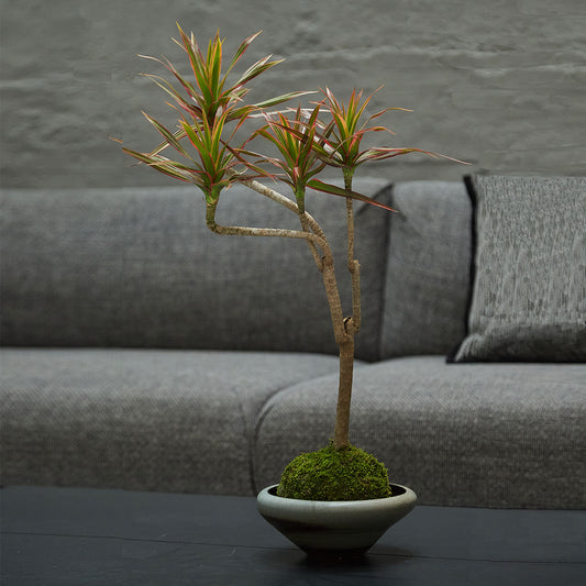 GREEN PLANT - Y形千年木苔蘚球 Dracaena Mmarginata Kokedama室內植物座枱盆栽家居綠植檯面雨林