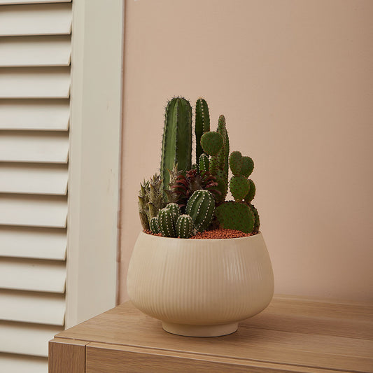 GREEN PLANT - 中盆仙人掌仙人球+多肉混搭 Cactus & Succulent Mix室內室外植物座枱盆栽家居綠植森林檯面雨林沙漠配簡約花盆
