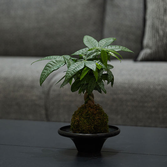 GREEN PLANT - 五辮發財樹苔蘚球 Malabar chestnut Kokedama室內植物座枱盆栽家居綠植檯面雨林