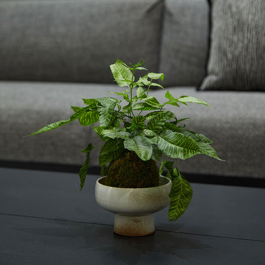 GREEN PLANT - 斑馬蕨苔蘚球 Coniogramme emeiensis Golden Zebra Kokedama室內植物座枱盆栽家居綠植檯面雨林