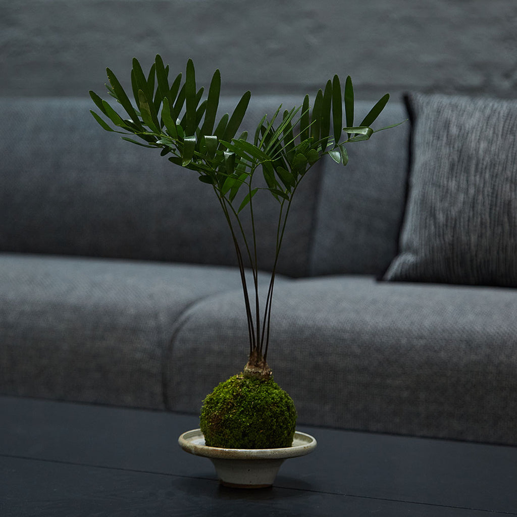 GREEN PLANT - 佛羅里達澤米鐵苔蘚球 Zamia floridana Kokedama 室內植物座枱盆栽家居綠植檯面雨林