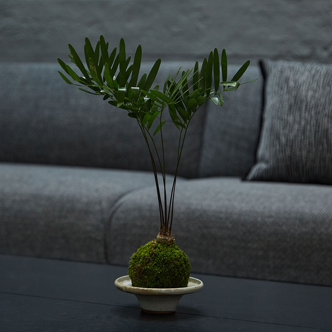 GREEN PLANT - 佛羅里達澤米鐵苔蘚球 Zamia floridana Kokedama 室內植物座枱盆栽家居綠植檯面雨林