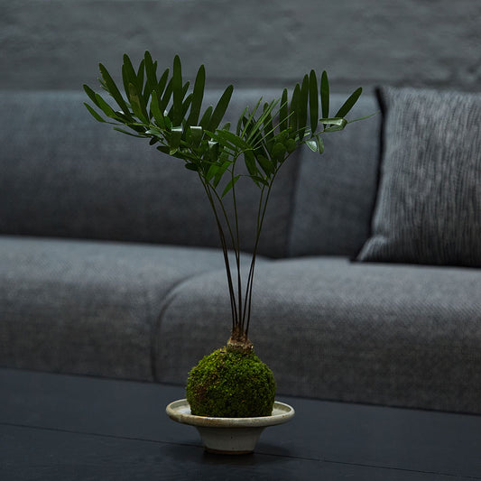 GREEN PLANT - 佛羅里達澤米鐵苔蘚球 Zamia floridana Kokedama 室內植物座枱盆栽家居綠植檯面雨林